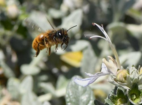 Osmia tricornis